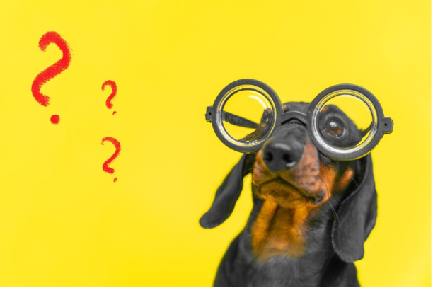 Hund mit Brille